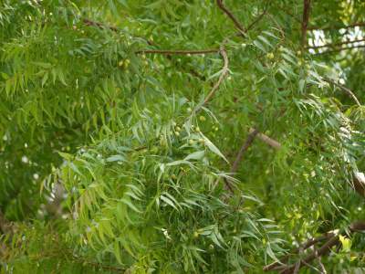 नीम के फायदे जानिए ; मृत्युलोक का कल्पवृक्ष है नीम का पेड़ ! Know the benefits of neem; Neem tree is the Kalpavriksha of Mratyulok !