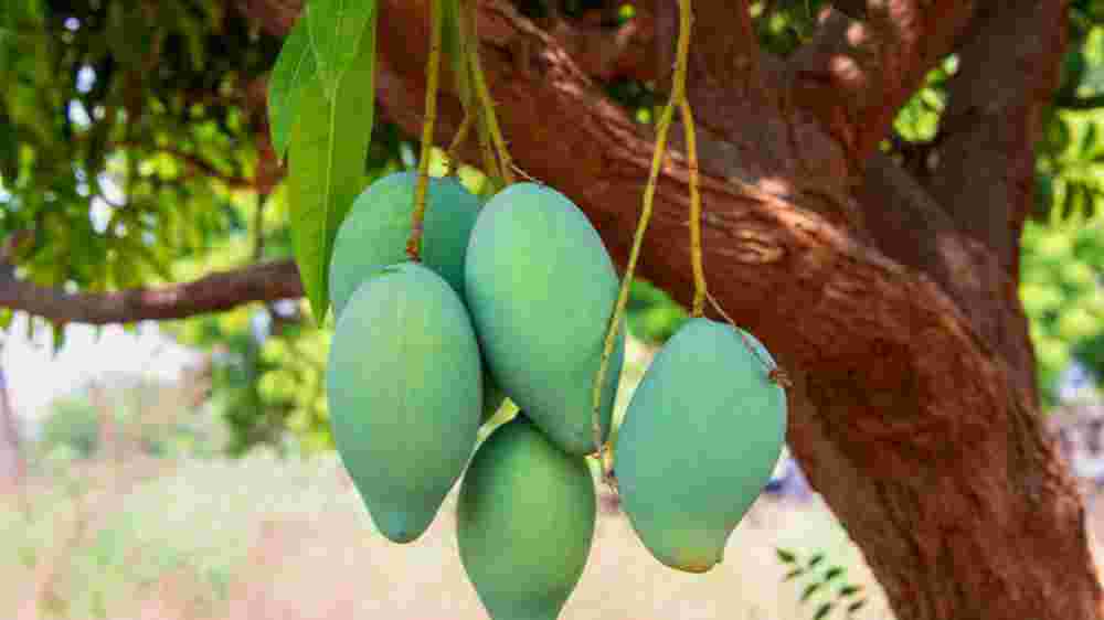 How Many Types Of Mangoes In India - Varieties & interesting facts भारत में आम कितने प्रकार के होते हैं - रोचक तथ्य